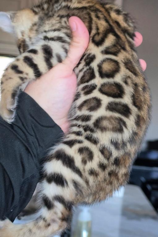 Jag photo 4