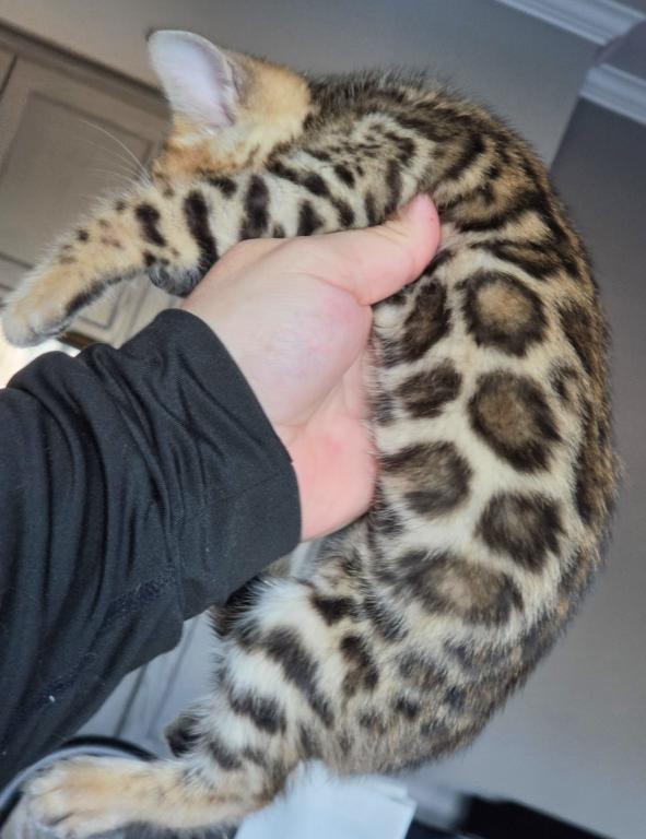 Jag photo 5