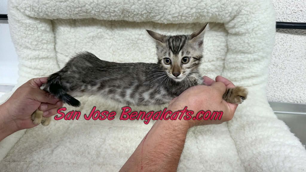 Bengal Kitten For Sale photo 3