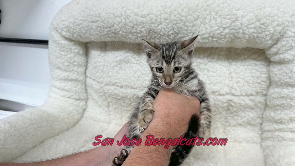 Peach Collar photo 1