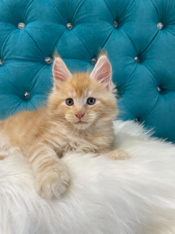 Maine Coon NOV Nicholas photo 1