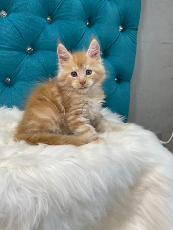 Maine Coon NOV Nicholas photo 8