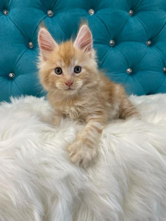Maine Coon NOV Nicholas photo 3