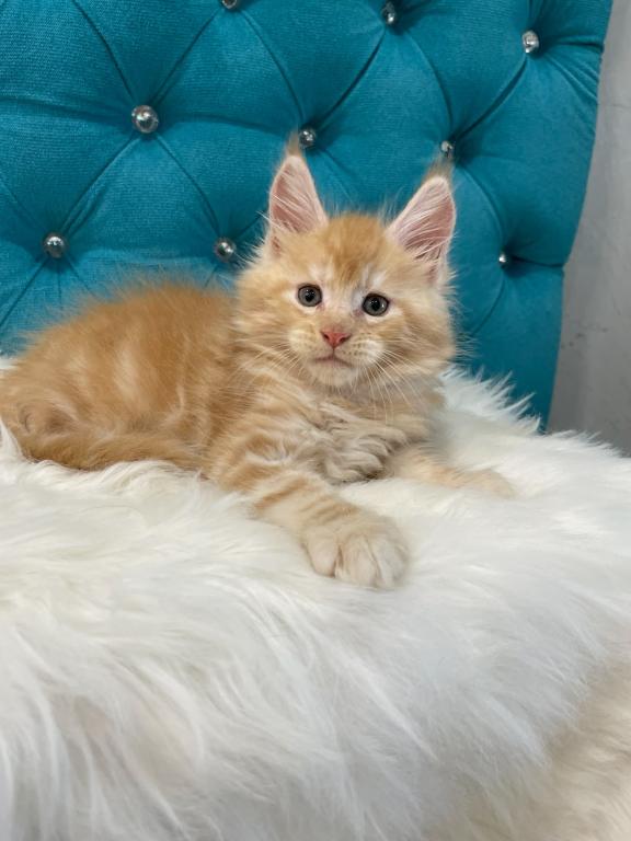 Maine Coon NOV Nicholas photo 7