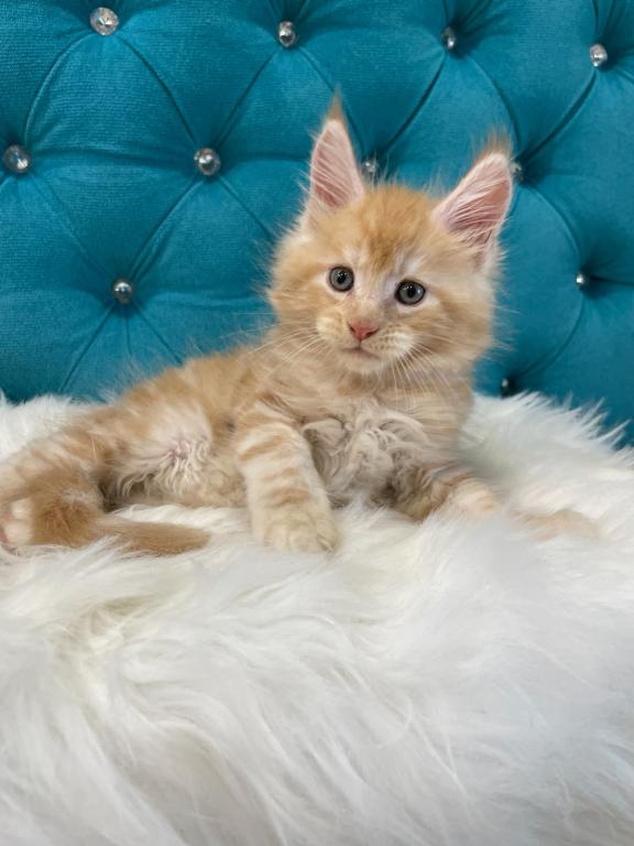 Maine Coon NOV Nicholas photo 2