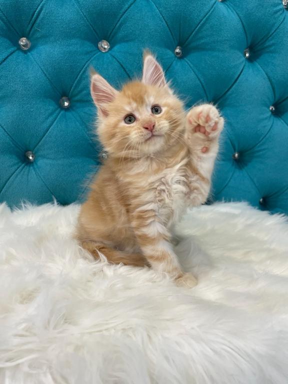 Maine Coon NOV Nicholas photo 6