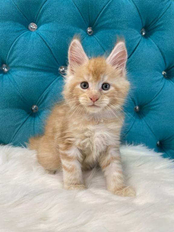 Maine Coon NOV Nicholas photo 4