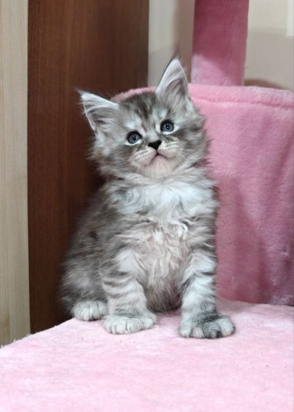 Maine Coon Favourite photo 4