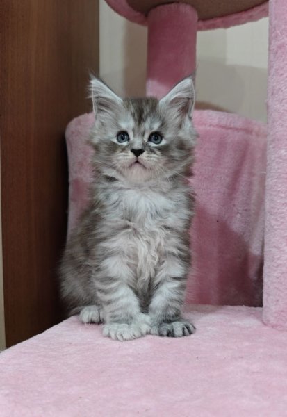 Maine Coon Favourite photo 2