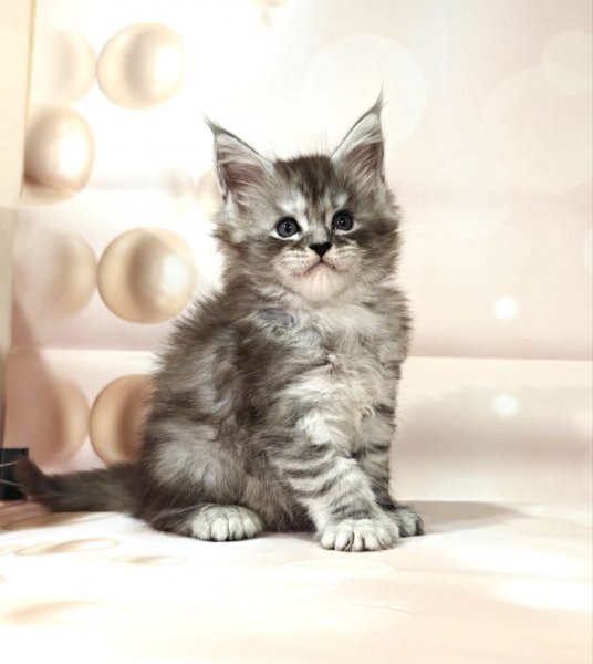 Maine Coon Favourite photo 3