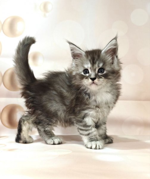 Maine Coon Favourite photo 1