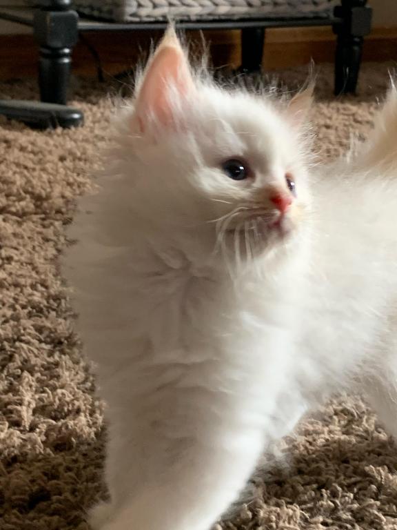 Charles Kitten photo 3