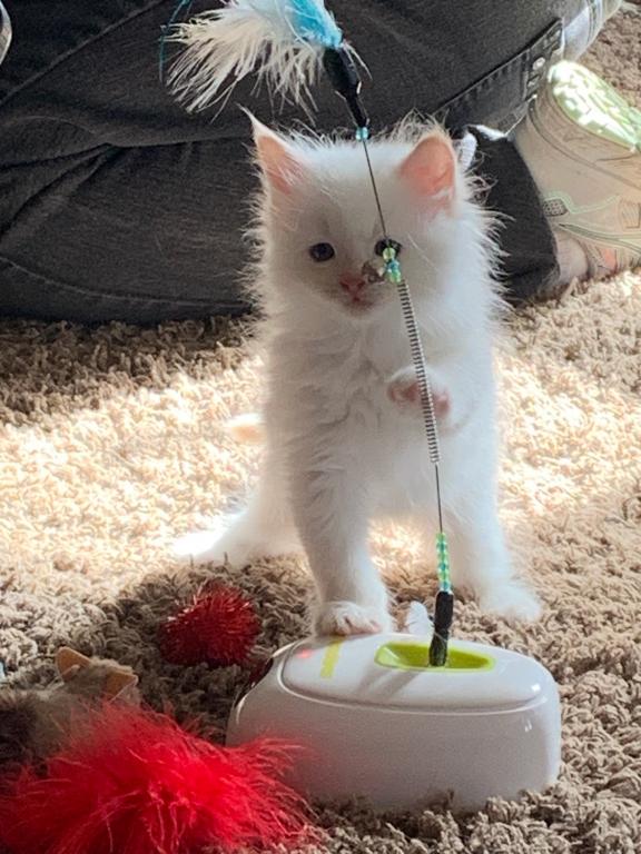 Charles Kitten photo 1