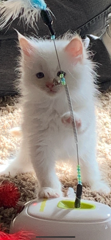 Charles Kitten photo 2