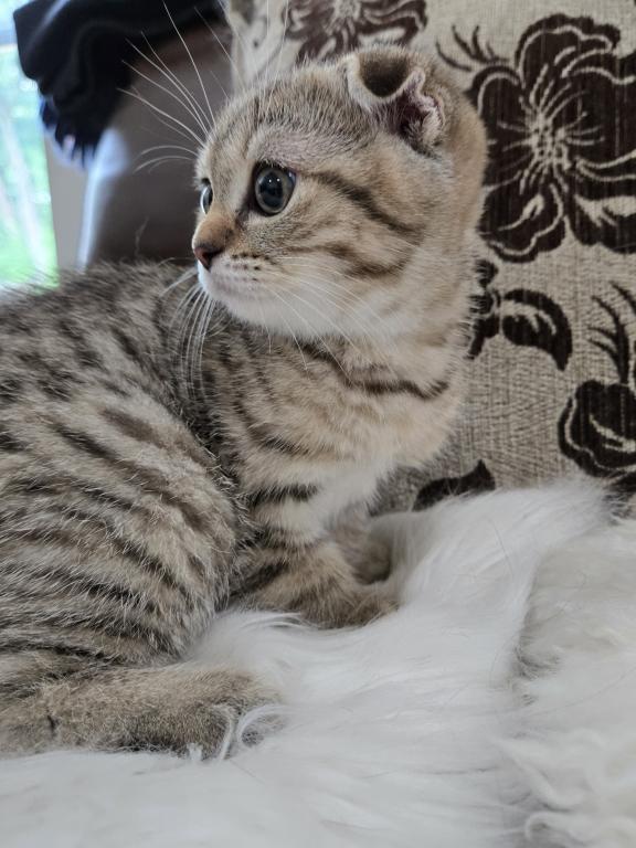 Barbara's New Litter photo 32