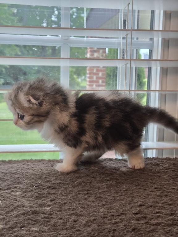 Barbara's New Litter photo 61