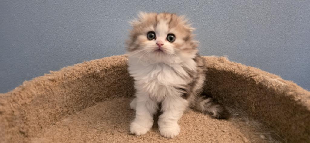 Barbara's New Litter photo 9