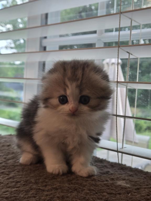 Barbara's New Litter photo 54