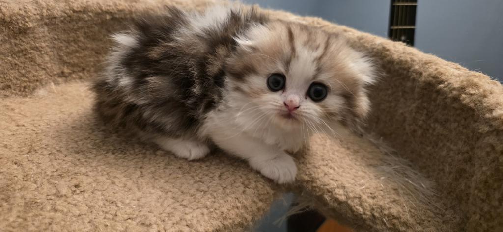 Barbara's New Litter photo 66