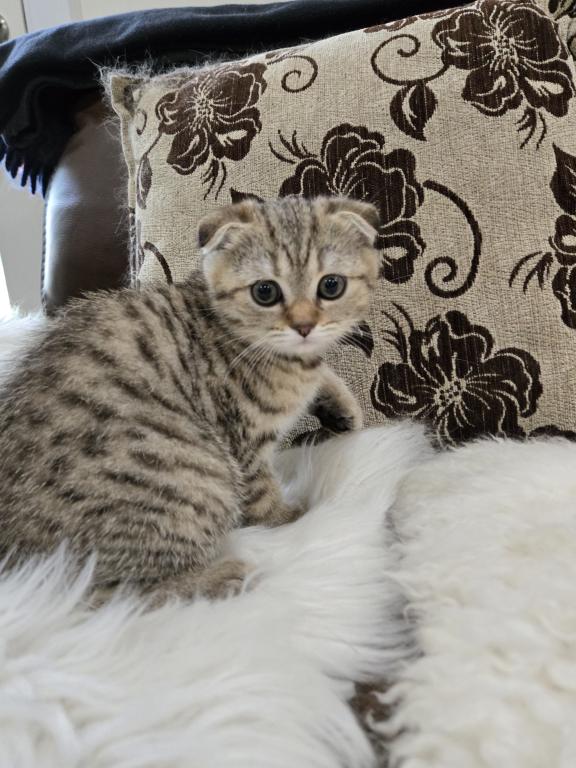 Barbara's New Litter photo 30