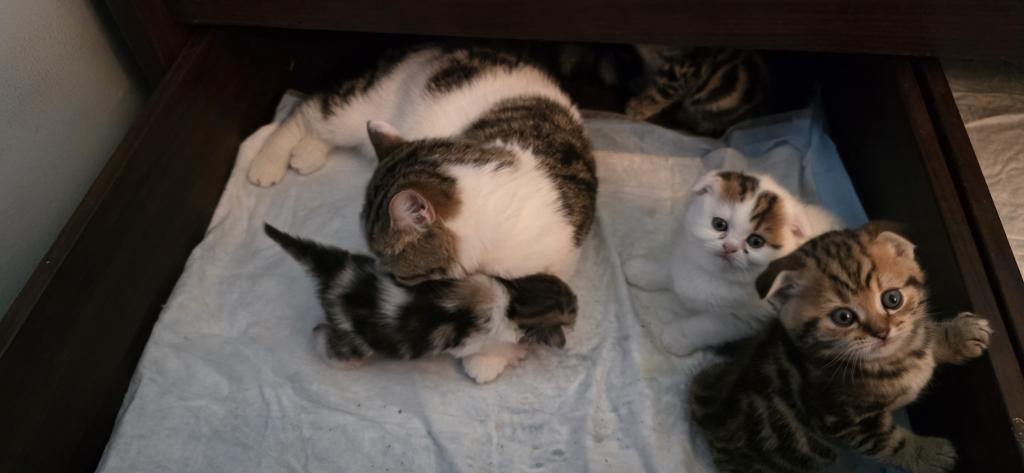 Barbara's New Litter photo 16