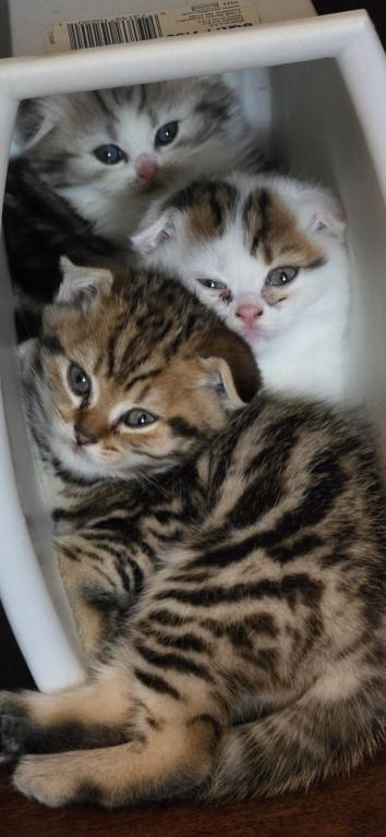 Barbara's New Litter photo 15
