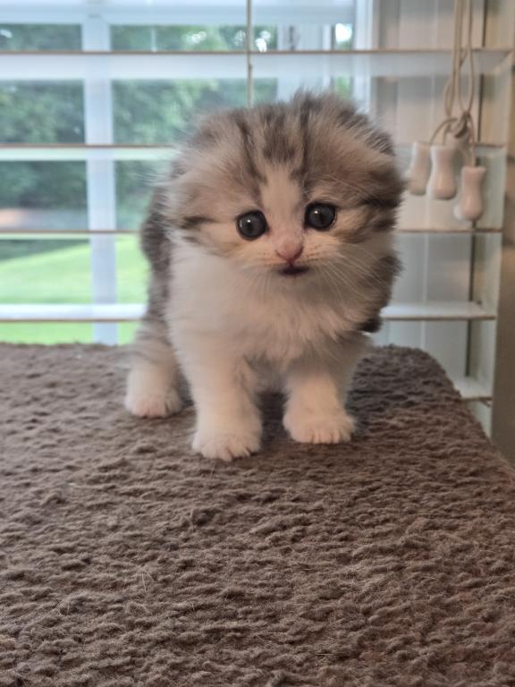 Barbara's New Litter photo 58