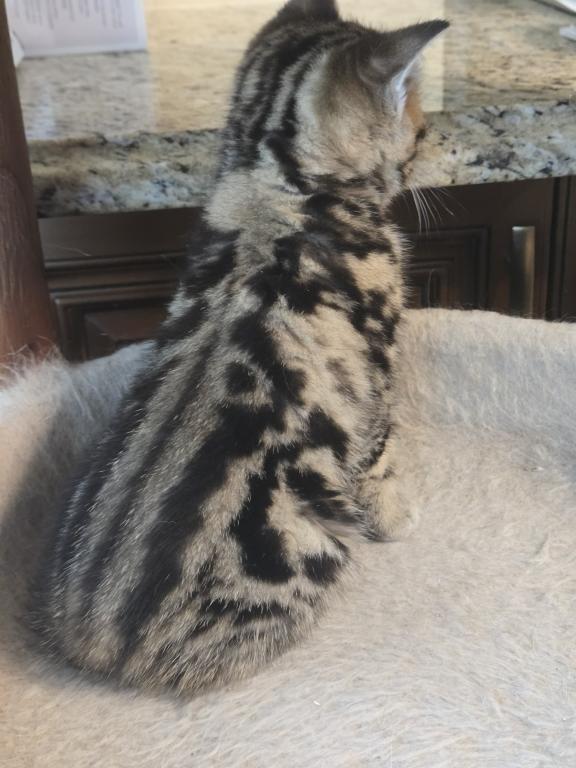 Barbara's New Litter photo 37