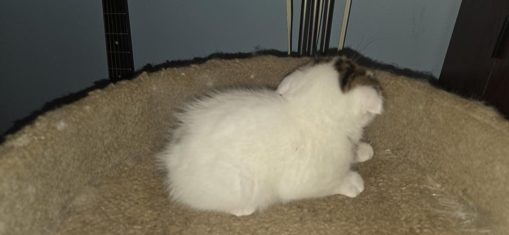 Barbara's New Litter photo 75