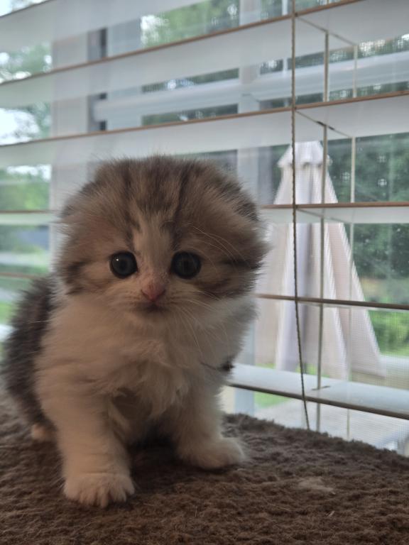 Barbara's New Litter photo 53