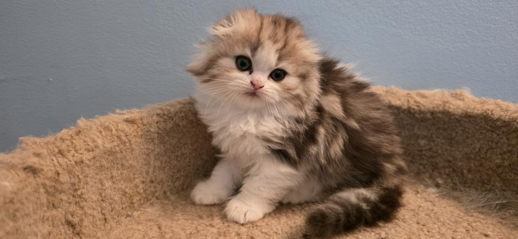 Barbara's New Litter photo 7