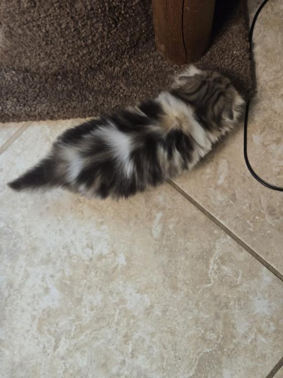 Barbara's New Litter photo 52