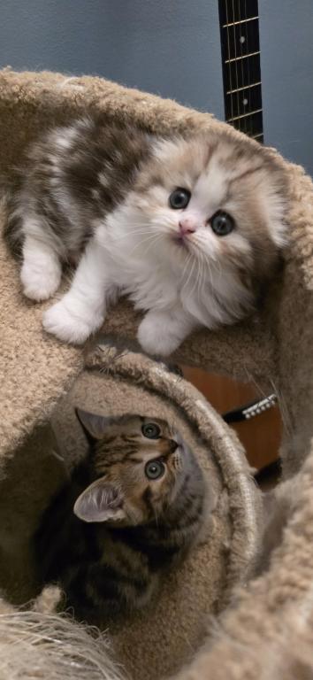 Barbara's New Litter photo 73