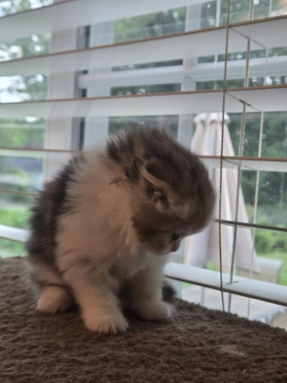 Barbara's New Litter photo 46
