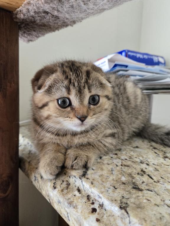 Barbara's New Litter photo 18