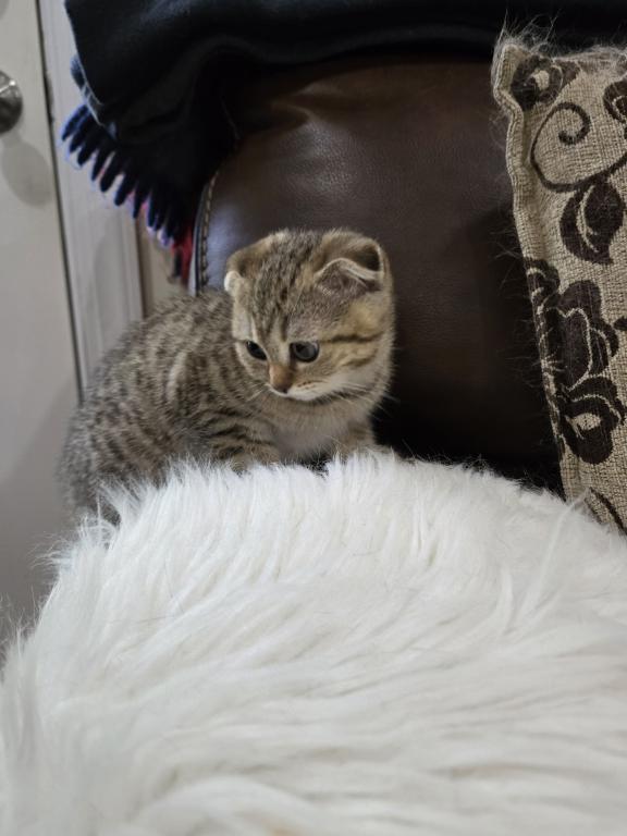 Barbara's New Litter photo 31