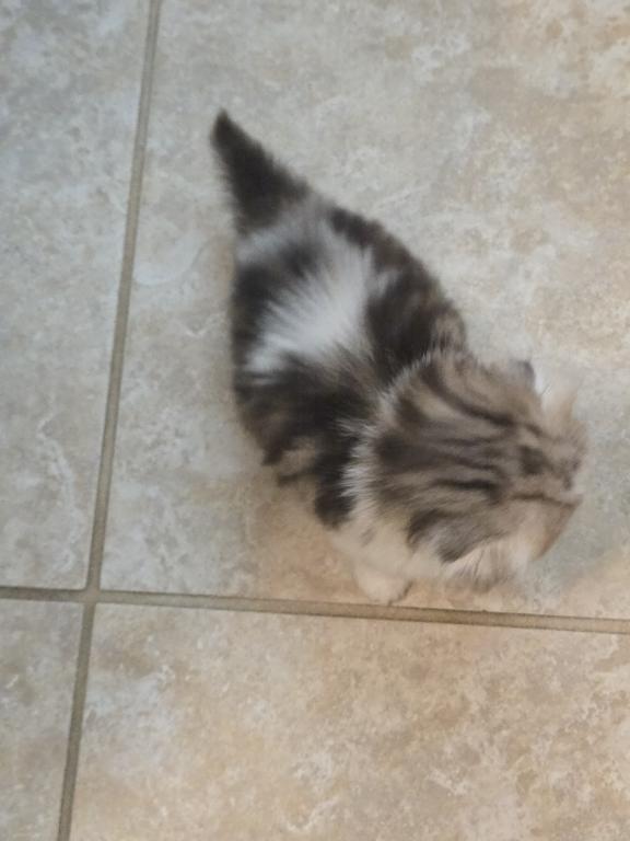 Barbara's New Litter photo 49