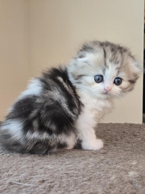 Barbara's New Litter photo 48