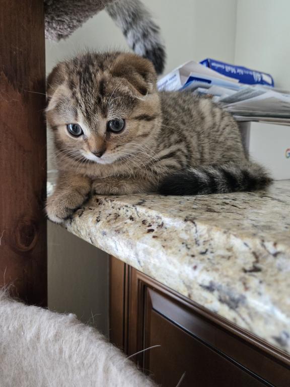 Barbara's New Litter photo 19