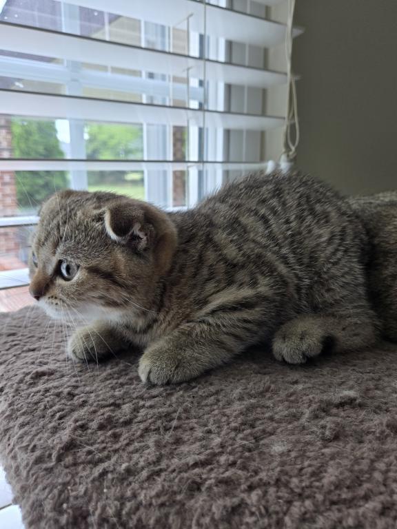Barbara's New Litter photo 25