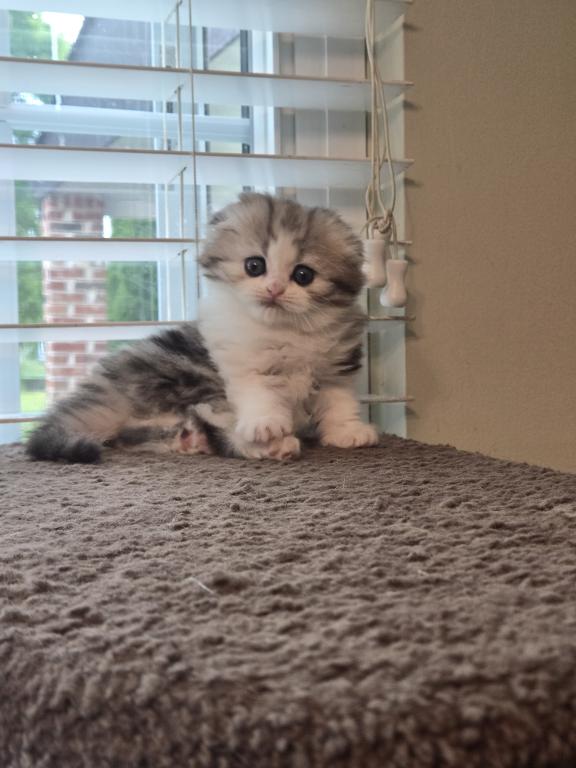 Barbara's New Litter photo 60