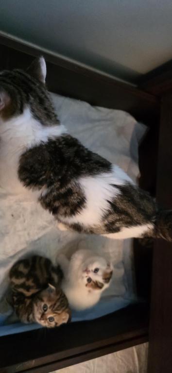 Barbara's New Litter photo 13