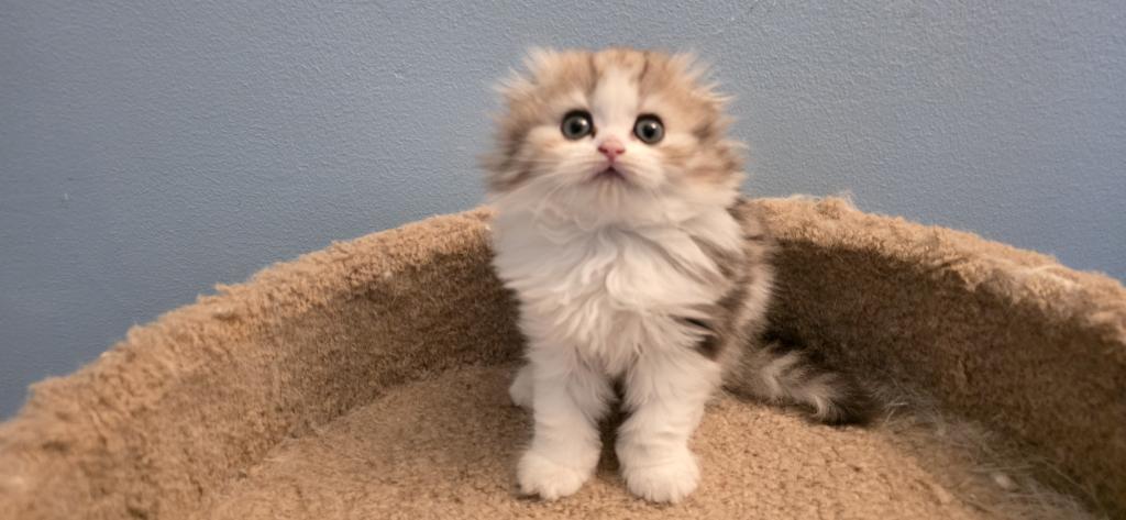 Barbara's New Litter photo 10