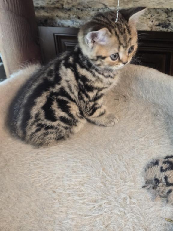 Barbara's New Litter photo 38