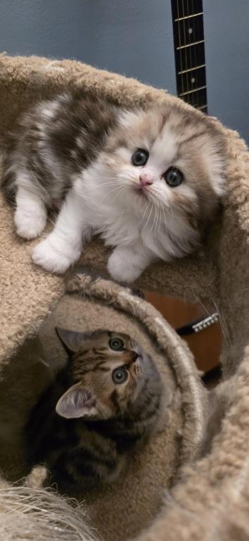 Barbara's New Litter photo 72