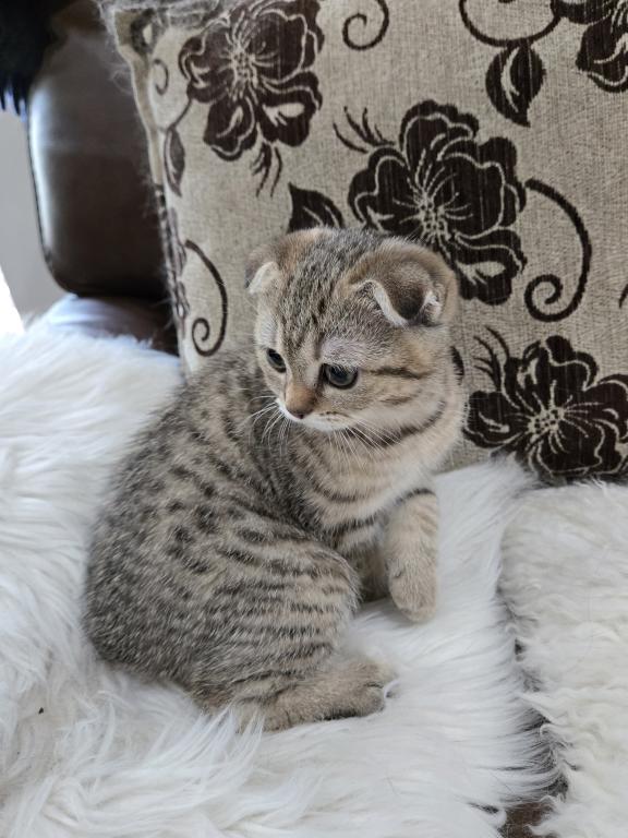 Barbara's New Litter photo 27