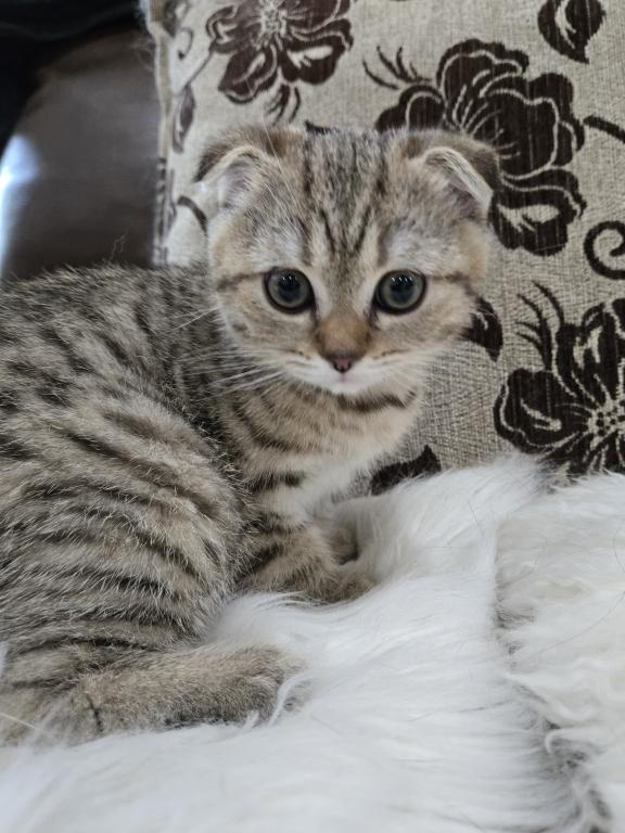 Barbara's New Litter photo 34