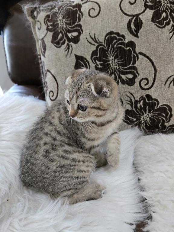 Barbara's New Litter photo 28