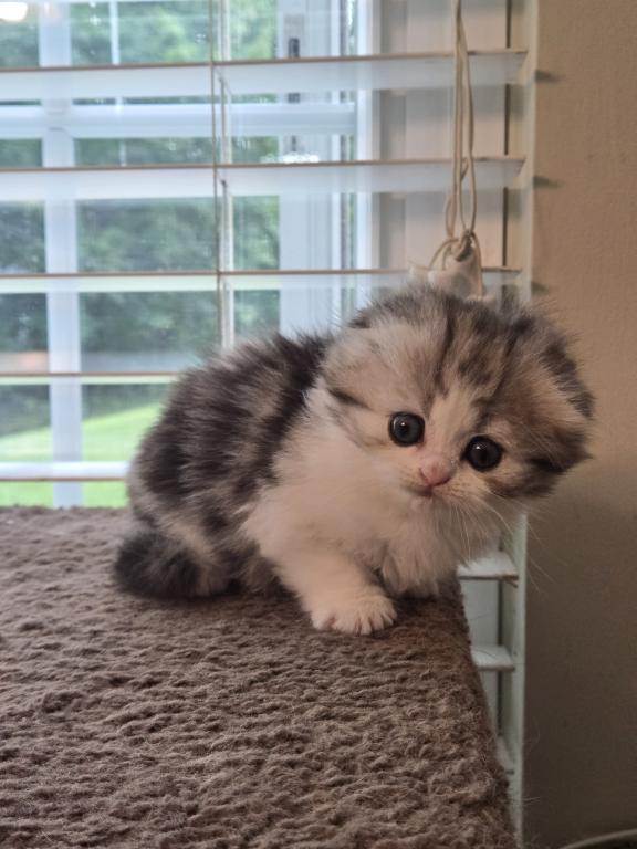 Barbara's New Litter photo 47