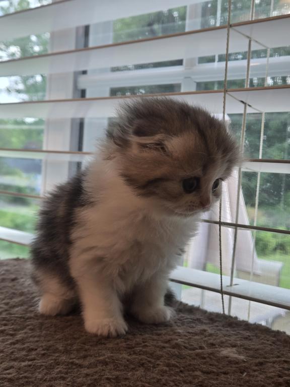 Barbara's New Litter photo 51